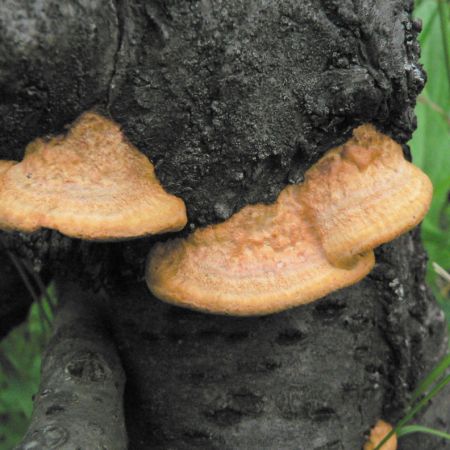 Pycnoporus cinnabarinus