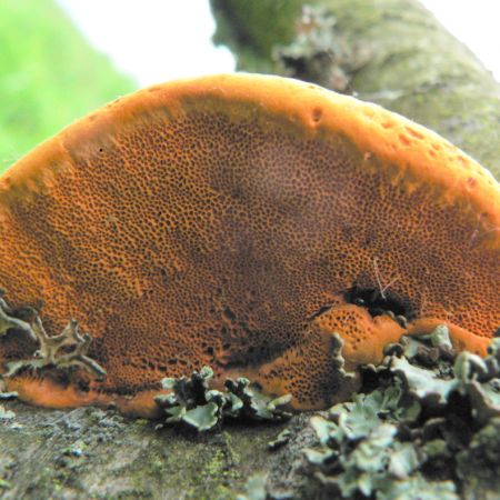 Pycnoporus cinnabarinus