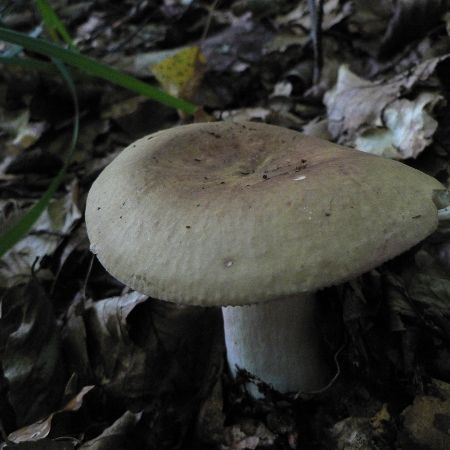 Russula faginea