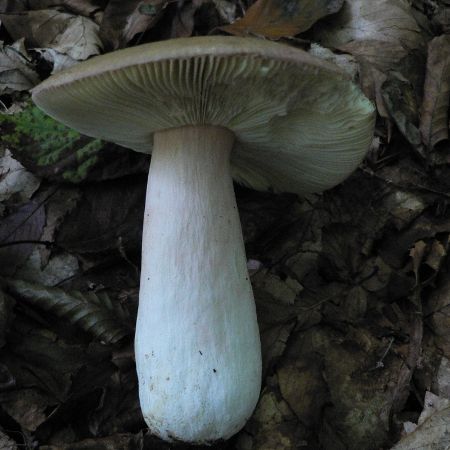 Russula faginea