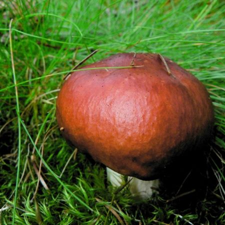 Russula paludosa