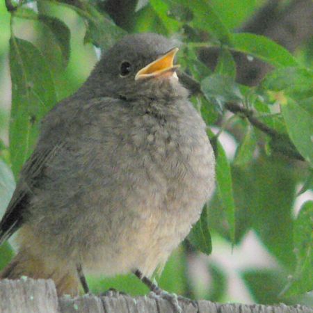 Phoenicurus ochruros