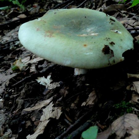 Russula aeruginea