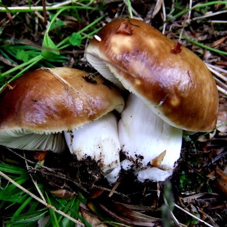 Russula mustelina