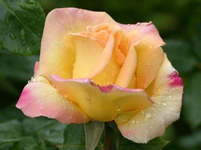 raindrops on rose