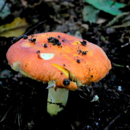 Russula aurata