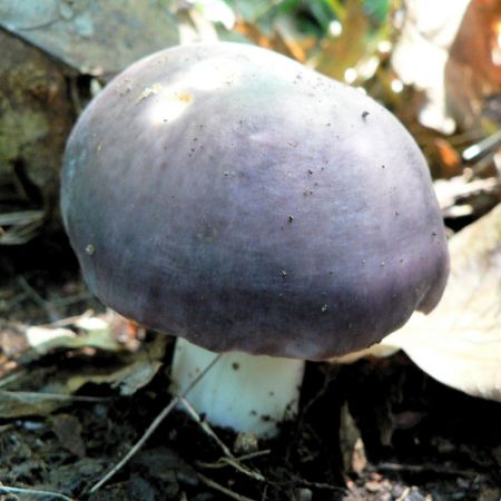 Russula cyanoxantha