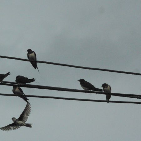 Hirundo rustica