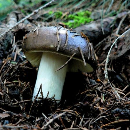 Russula integra