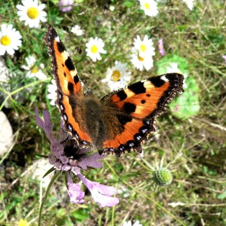 Aglais urticae