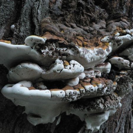 Ganoderma resinaceum