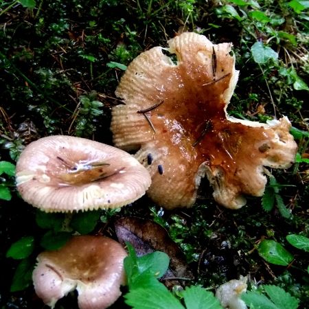 Russula puellaris