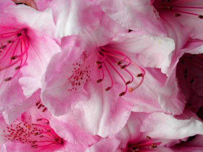 rhododendron (macro)