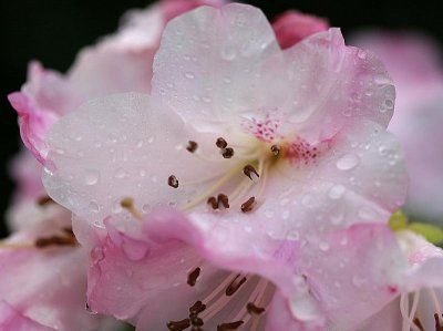 Rhododendron roz