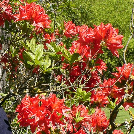 Rododendron NZeelanda **Cris