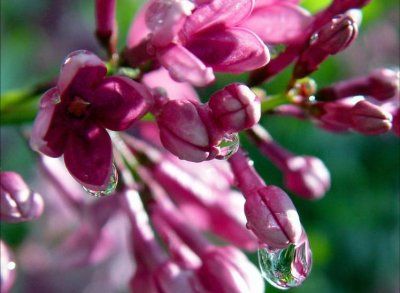 roua pe flori de liliac (macro)