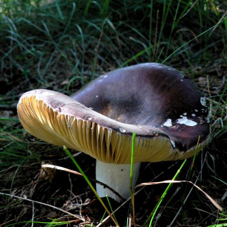 Russula atropurpurea