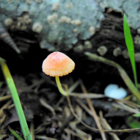 Mycena acicula