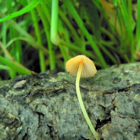 Mycena acicula