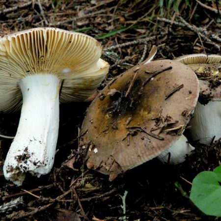 Russula nauseosa