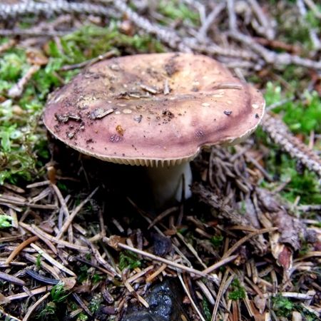 Russula turci