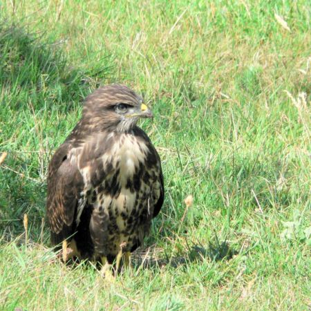 Buteo buteo