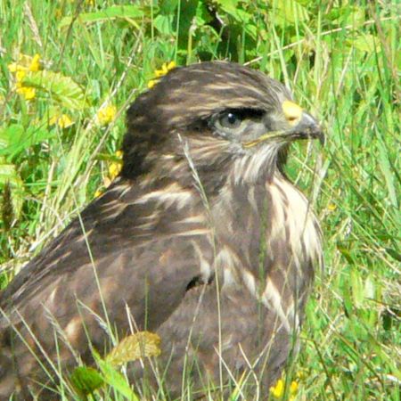 Buteo buteo