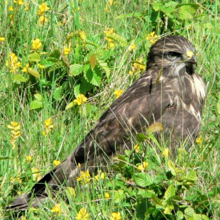 Buteo buteo