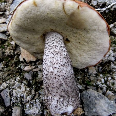 Leccinum versipelle