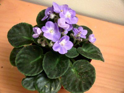 Saintpaulia (Violeta Africana)3