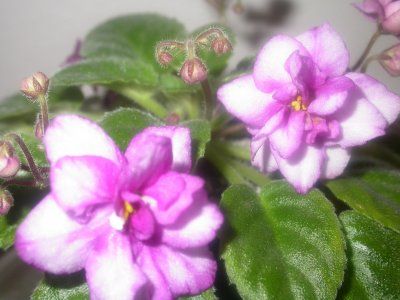 Saintpaulia (Violeta Africana)4