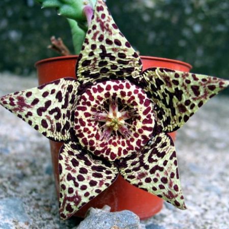 stapelia variegata