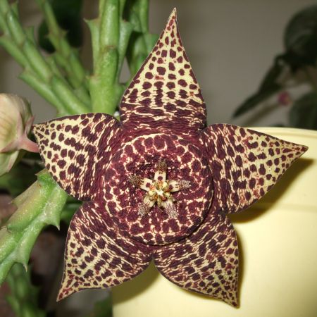 Stapelia (T)