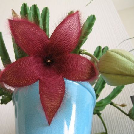 stapelia grandiflora