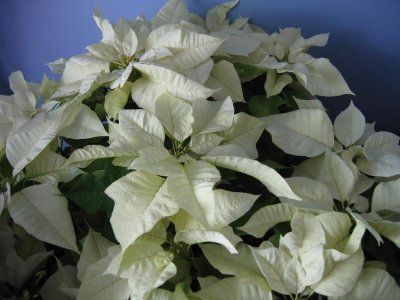 Steaua Craciunului alba(Poinsettia)