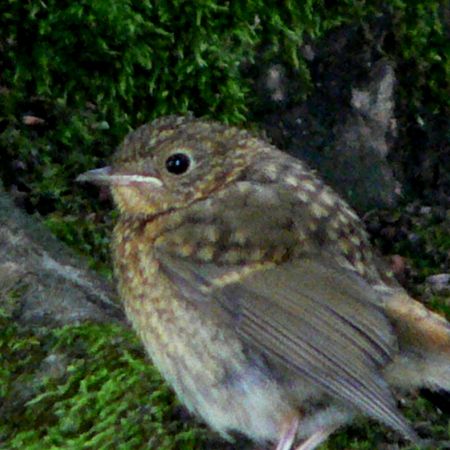 Erithacus rubecula