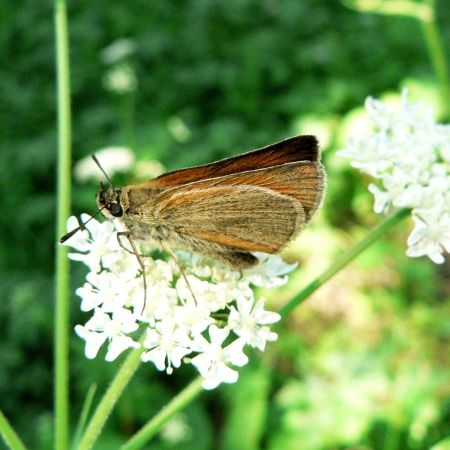 Thymelicus lineola