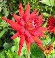 Dahlia 'Helga' in floare