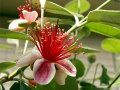 floare de feijoa, pom fructifer exotic