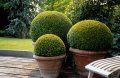 buxus in ghivece