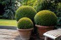 buxus in ghivece