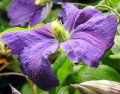 Clematis Jackmanii