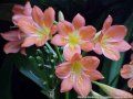 Clivia miniata Striata