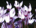 cyclamen