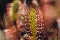 Drosera Anglica