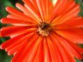 floare de foc