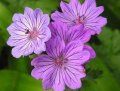 Geranium tuberosum