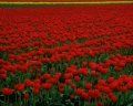 gradina_28