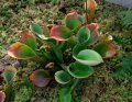 Heliamphora nutans