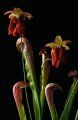 planta carnivora - Sarracenia